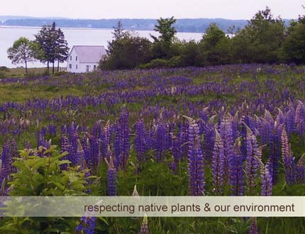 Native plants